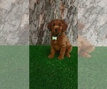 Small #3 Goldendoodle (Miniature)