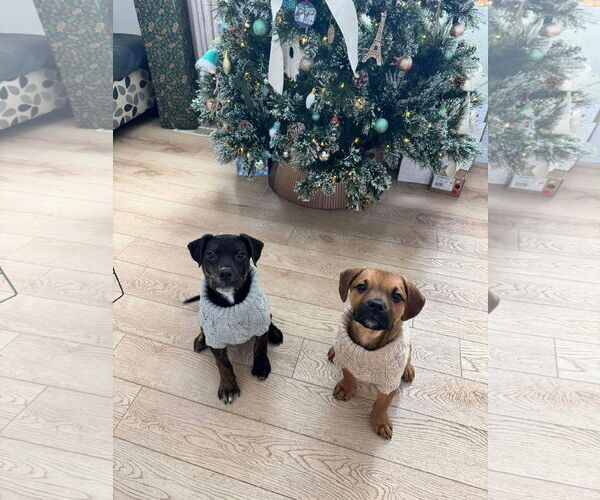 Medium Photo #10 English Mastweiler Puppy For Sale in Oro Medonte, Ontario, Canada