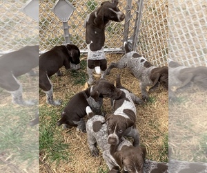 German Shorthaired Pointer Puppy for sale in PLAINVIEW, TX, USA