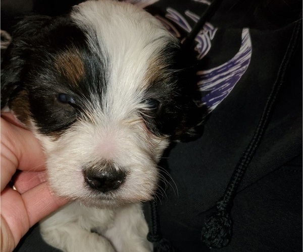 Medium Photo #10 Bernedoodle (Miniature) Puppy For Sale in LEETONIA, OH, USA