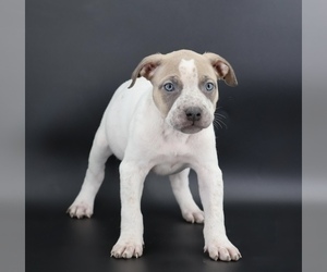 American Bully Puppy for sale in CHAMPAIGN, IL, USA