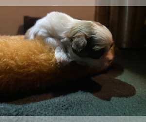 Shih Tzu Puppy for Sale in VENETA, Oregon USA