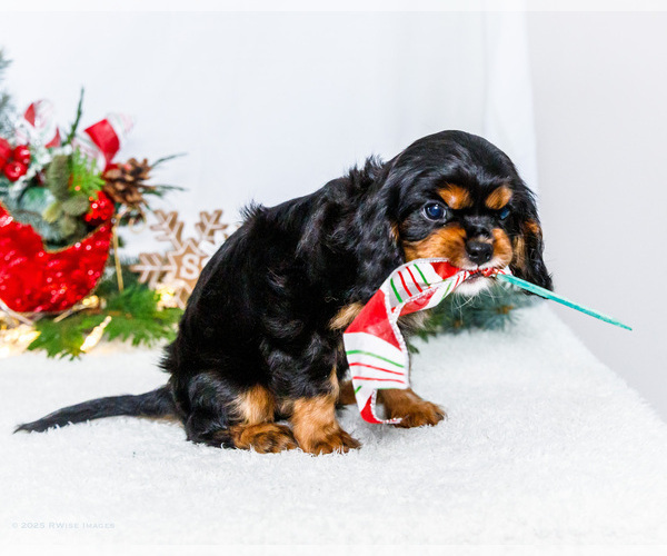 Medium Photo #46 Cavalier King Charles Spaniel Puppy For Sale in WAKARUSA, IN, USA