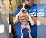 Small #1 Boxer Mix