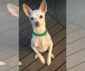 Chihuahua-Unknown Mix Dogs for adoption in Cranston, RI, USA