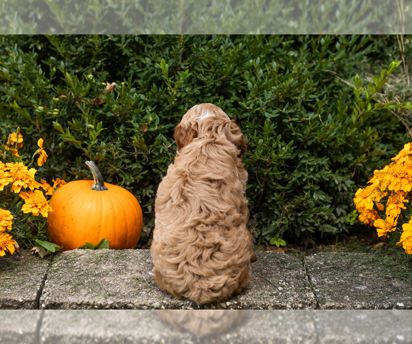 Medium Photo #14 Cocker Spaniel-Poodle (Miniature) Mix Puppy For Sale in NAPPANEE, IN, USA