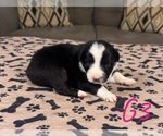 Small #5 Australian Shepherd