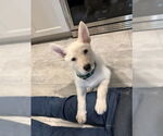 Small #3 German Shepherd Dog Mix