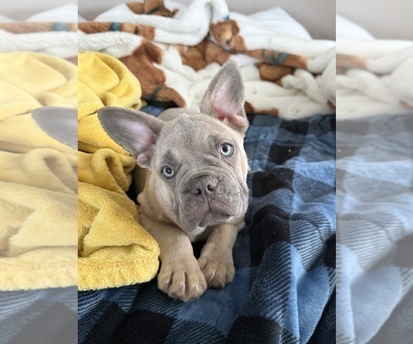 Medium Photo #4 French Bulldog Puppy For Sale in RIVERSIDE, NJ, USA
