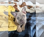Small #3 French Bulldog