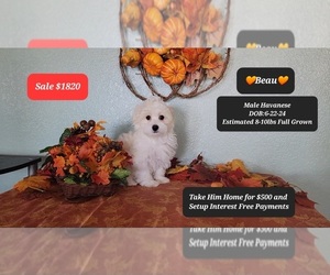 Havanese Puppy for sale in TUCSON, AZ, USA
