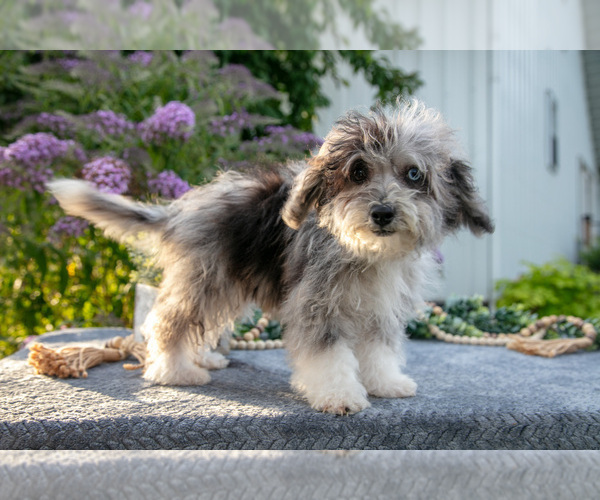 Medium Photo #2 Poovanese Puppy For Sale in CAPAC, MI, USA