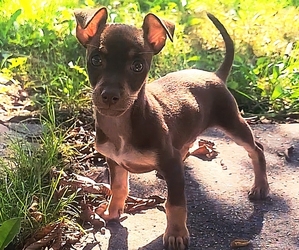 Rat-Cha Puppy for sale in LOST SPRINGS, KS, USA