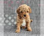 Puppy Graham Poodle (Miniature)