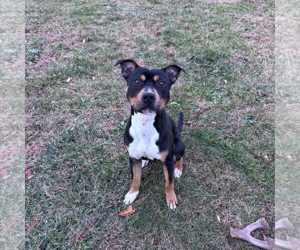 Medium Photo #1 Mutt Puppy For Sale in Newfield, NJ, USA