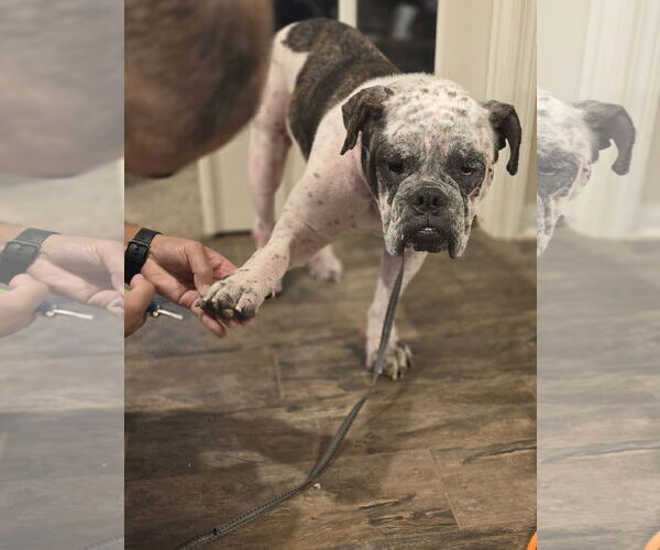 Medium Photo #5 Bulldog-Unknown Mix Puppy For Sale in Rosenberg, TX, USA