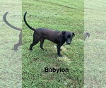 Small #2 Labrador Retriever-Mountain Cur Mix