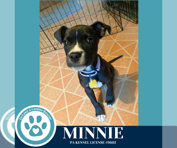 Medium Photo #12 American Pit Bull Terrier-Unknown Mix Puppy For Sale in Kimberton, PA, USA