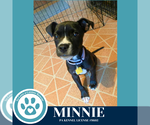 Small #11 American Pit Bull Terrier Mix