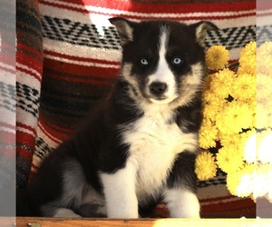 Siberian Husky Puppy for sale in FREDERICKSBG, OH, USA