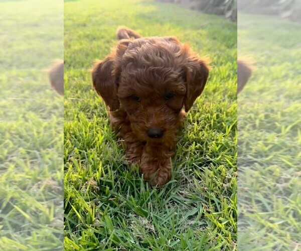 Medium Photo #8 Double Doodle Puppy For Sale in LAGRANGE, GA, USA