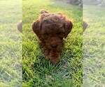 Small Photo #35 Double Doodle Puppy For Sale in LAGRANGE, GA, USA