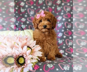 Poodle (Miniature) Puppy for sale in NEW PROVIDENCE, PA, USA