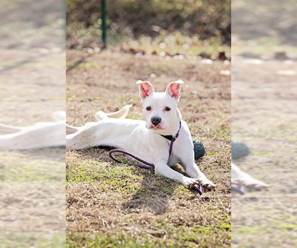 Medium Photo #1 Boxer-Unknown Mix Puppy For Sale in Belleville, IL, USA