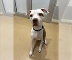 THOR - Male American Pit Bull Terrier Dog for Adoption - Small photo