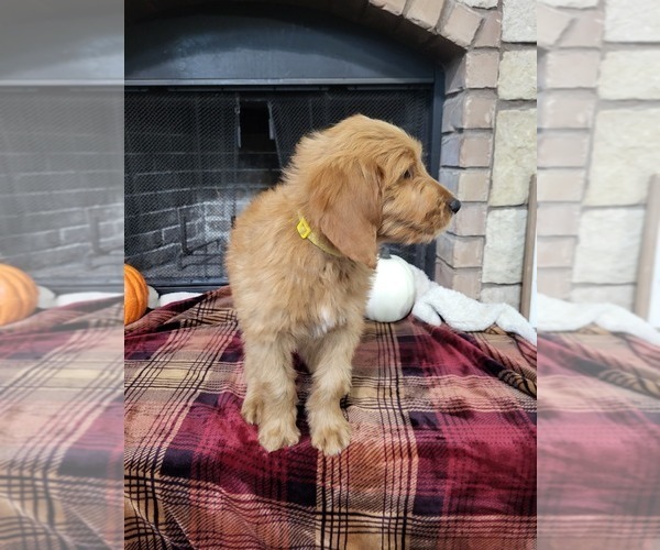 Medium Photo #5 Goldendoodle Puppy For Sale in AZLE, TX, USA
