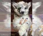 Image preview for Ad Listing. Nickname: Blue Merle M2