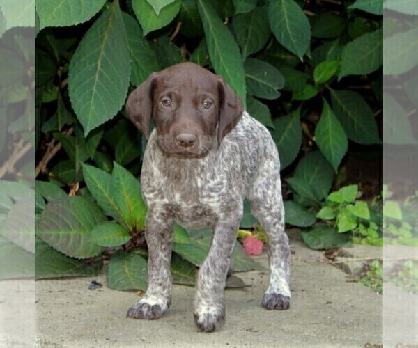 Medium Photo #3 German Shorthaired Pointer Puppy For Sale in PARADISE, PA, USA