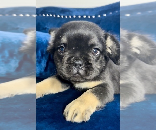 Medium Photo #36 French Bulldog Puppy For Sale in BAKERSFIELD, CA, USA