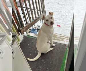 American Pit Bull Terrier-Labrador Retriever Mix Dogs for adoption in Springdale, PA, USA