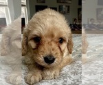 Small Photo #35 Goldendoodle (Miniature) Puppy For Sale in PENSACOLA, FL, USA