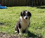 Small Photo #2 Australian Shepherd Puppy For Sale in SHALLOTTE, NC, USA