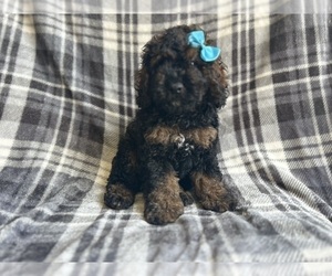 Cock-A-Poo Puppy for sale in LAKELAND, FL, USA