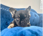 Small Photo #4 French Bulldog Puppy For Sale in SEALY, TX, USA