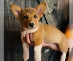 Puppy 5 American Corgi