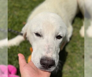 Great Pyrenees Dogs for adoption in Yardley, PA, USA