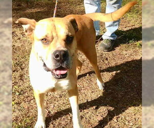 Medium Photo #3 Boxer-Unknown Mix Puppy For Sale in Frankston, TX, USA