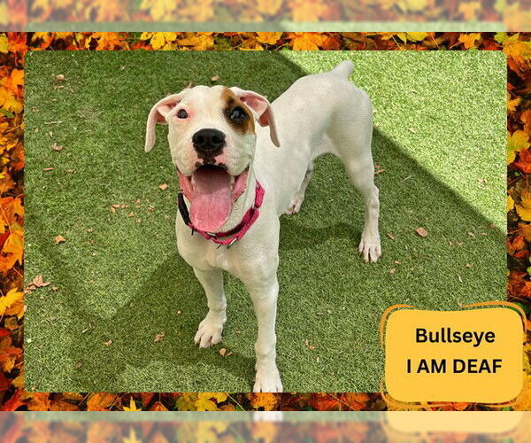 Medium Photo #1 Boxer Puppy For Sale in Ojai, CA, USA