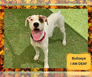 Boxer Dogs for adoption in Ojai, CA, USA