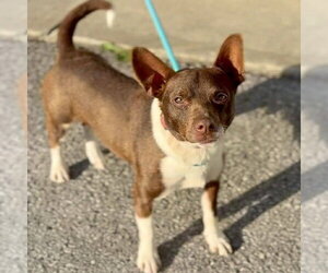 Chiweenie Dogs for adoption in Batavia, OH, USA