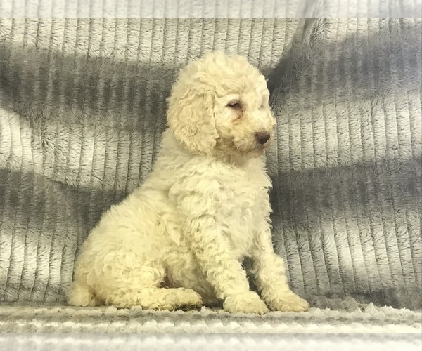 Medium Photo #20 Poodle (Standard) Puppy For Sale in CHETEK, WI, USA