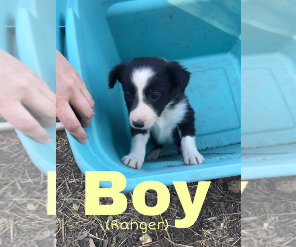 Medium Photo #5 Border Collie Puppy For Sale in BANDERA, TX, USA