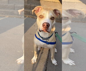 Mutt Dogs for adoption in St. Louis Park, MN, USA