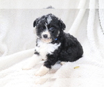 Small Photo #3 Aussie-Poo Puppy For Sale in SHILOH, OH, USA
