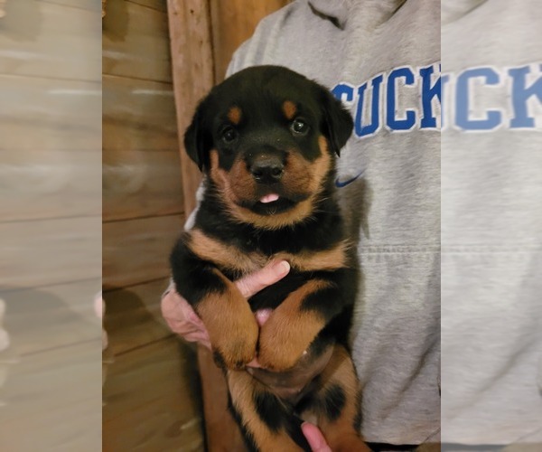 Medium Photo #1 Rottweiler Puppy For Sale in FLORENCE, CO, USA