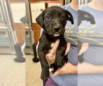 Small Borador